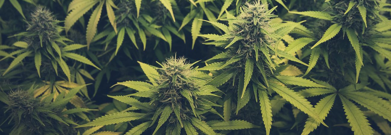 What’s the difference between Sativas, Indicas, and Hybrids?